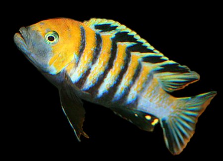 Эдвард  (Cynotilapia afra "Edwardi Cobue") ПРОДАНО!